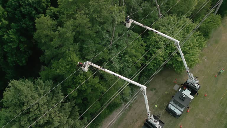 How Our Tree Care Process Works  in Elkhart, IN